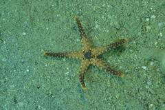 Fromia heffernani