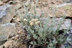Artemisia albicans