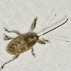 Curculio proboscideus