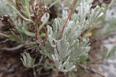 Artemisia albicans