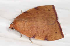 Detounda leptoplasta