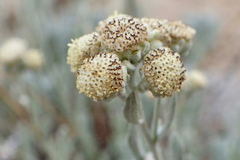 Artemisia albicans