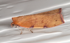 Detounda leptoplasta