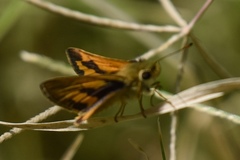 Taractrocera anisomorpha