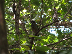 Ailuroedus maculosus