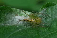 Oxyopes lineatipes