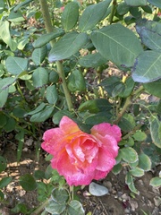Rosa chinensis
