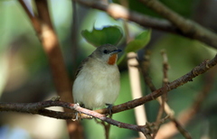 Conopophila rufogularis