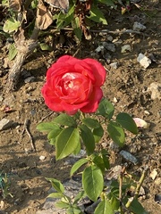Rosa chinensis