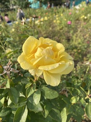 Rosa chinensis