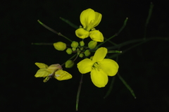 Brassica fruticulosa