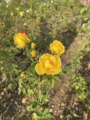 Rosa chinensis