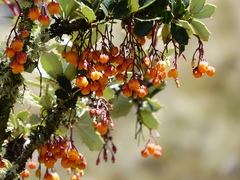 Berberis lutea