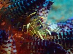 Allopontonia brockii