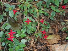 Crusea coccinea