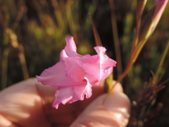 Gladiolus ornatus