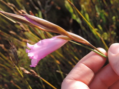 Gladiolus ornatus