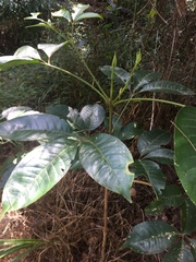 Melicope elleryana