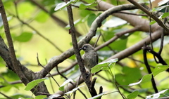 Stomiopera unicolor