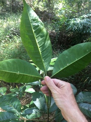 Melicope elleryana