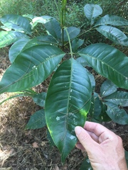 Melicope elleryana