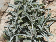 Puccinia stephanomeriae