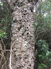 Quercus suber