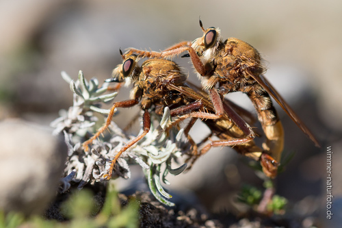 Hornet Robber Fly, photo 5 of 7
