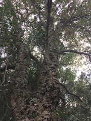 Quercus suber