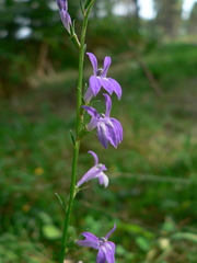 Lobelia urens