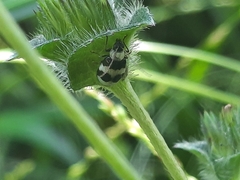 Monolepta cavipennis