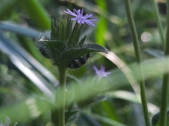 Monolepta cavipennis
