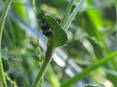 Monolepta cavipennis