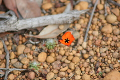 Drosera hyperostigma