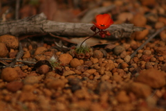 Drosera hyperostigma