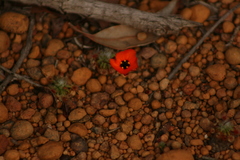 Drosera hyperostigma