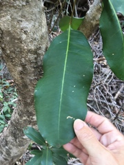 Chionanthus ramiflorus