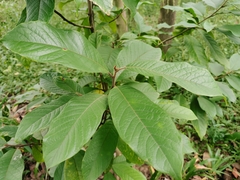 Magnolia odora