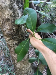 Chionanthus ramiflorus