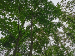 Magnolia odora