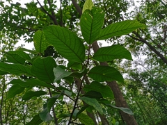 Magnolia odora