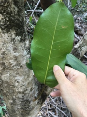 Chionanthus ramiflorus