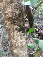 Chionanthus ramiflorus