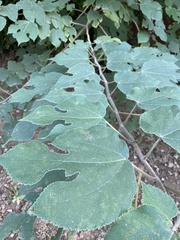 Broussonetia papyrifera