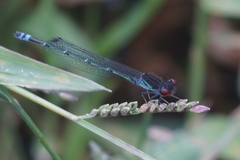 Pseudagrion hamoni