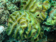 Oulophyllia crispa