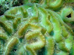Oulophyllia crispa