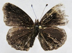 Anthanassa atronia