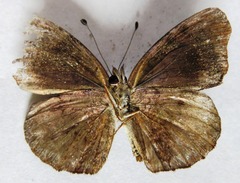 Anthanassa atronia