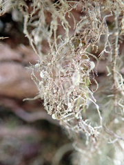 Usnea subeciliata